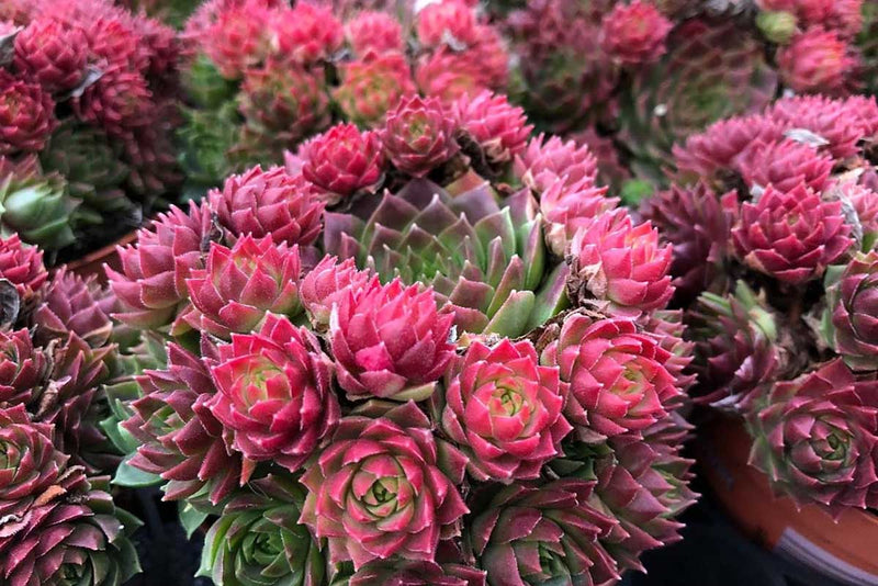 Sempervivum 'Ruby Lime'® 13cm