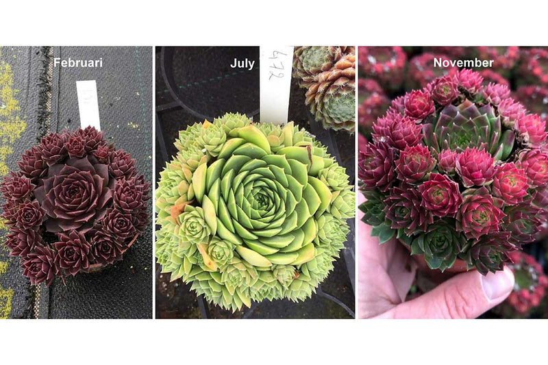 Sempervivum 'Ruby Lime'® 13cm