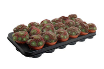 
                  
                    Sempervivum arachnoideum 'rubrum' 8.5cm
                  
                
