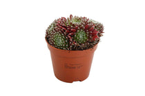 
                  
                    Sempervivum arachnoideum 'rubrum' 8.5cm
                  
                