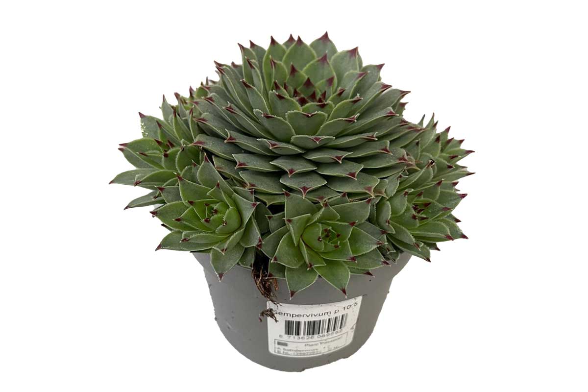 Sempervivum tectorum 10.5cm