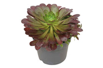 
                  
                    Semponium 'Sienna'® 17cm
                  
                