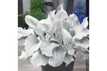 
                  
                    Senecio 'Angel Wings'® 
                  
                