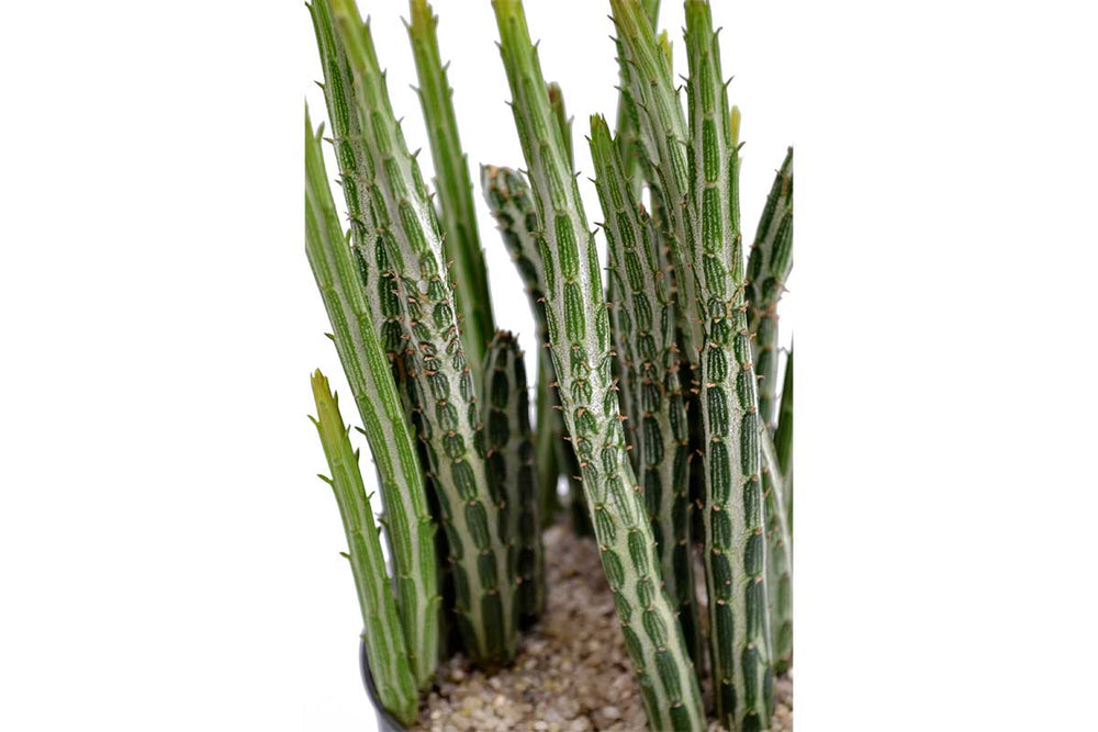 
                  
                    Senecio stapeliiformis 
                  
                