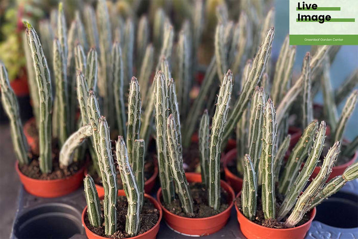 Senecio stapeliiformis 5.5cm