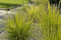 
                  
                    Sesleria autumnalis
                  
                