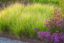 
                  
                    Sesleria autumnalis
                  
                