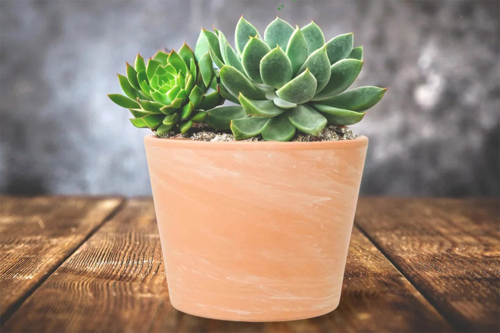 
                  
                    Siena 12M Terracotta Ceramic (E9312)
                  
                