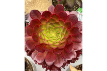 
                  
                    Semponium 'Sienna'®
                  
                