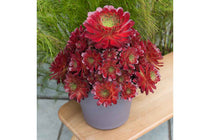 
                  
                    Semponium 'Sienna'®
                  
                