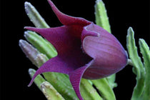 
                  
                    Stapelia leendertziae
                  
                