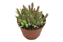 
                  
                    Stapelia variegata
                  
                