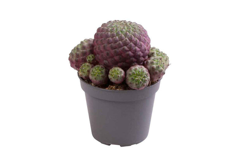 Sulcorebutia rauschii 'violet' 5.5cm