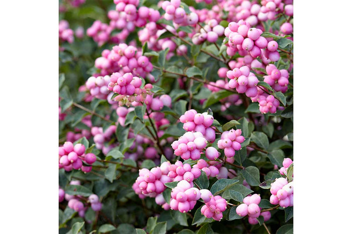 Symphoricarpos 'Magical Candy'®