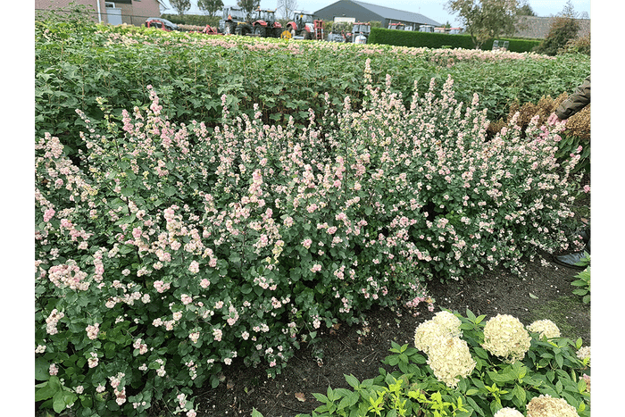 Symphoricarpos 'Symphony Rave'® 19cm