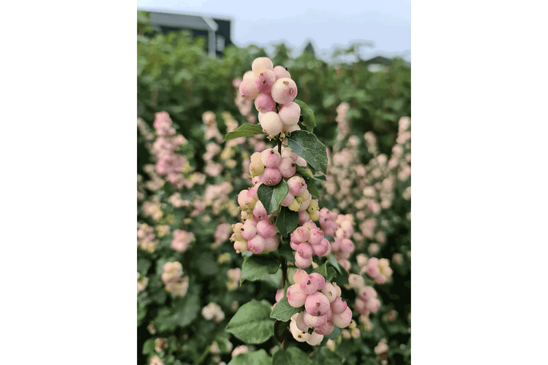 Symphoricarpos 'Symphony Rave'® 19cm