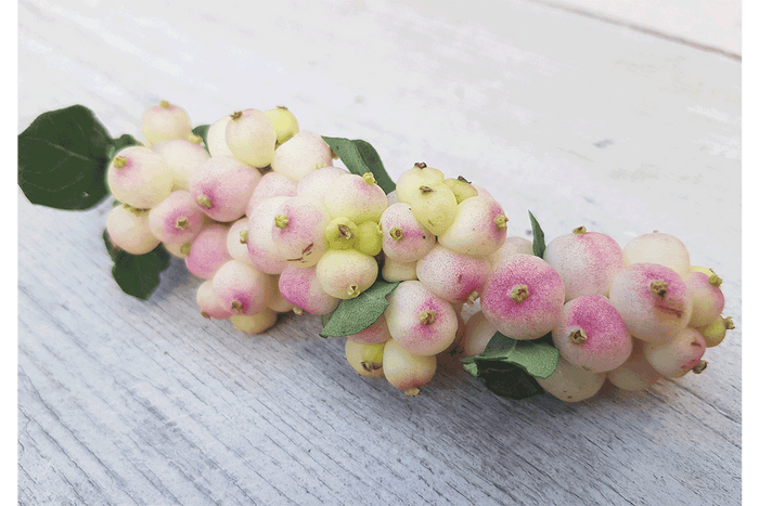 Symphoricarpos 'Symphony Rave'® 19cm