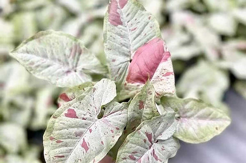 Syngonium 'Confetti'