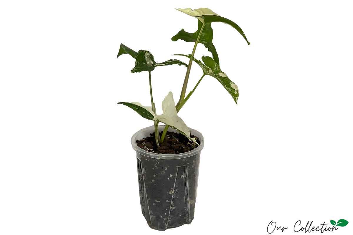 Syngonium 'albo variegatum' 10cm