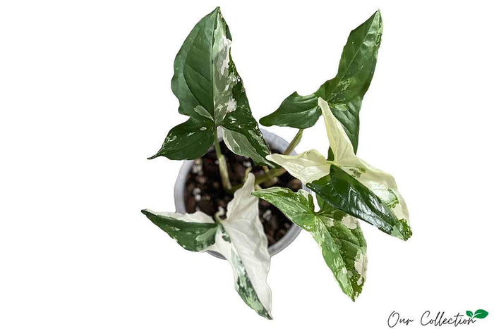 Syngonium 'albo variegatum' 10cm