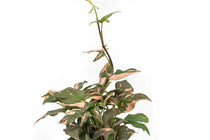 
                  
                    Syngonium 'pink splash' 
                  
                