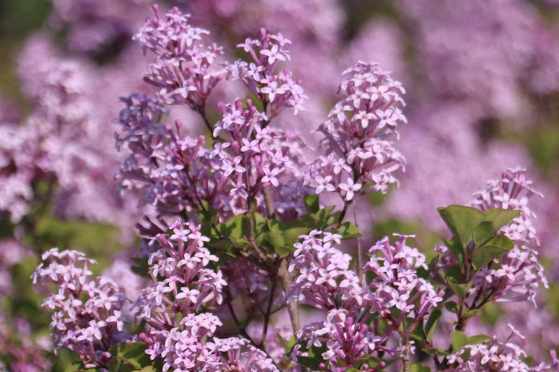 Syringa 'Josee'®