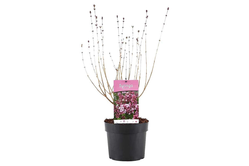 Syringa 'Josee'® 19cm