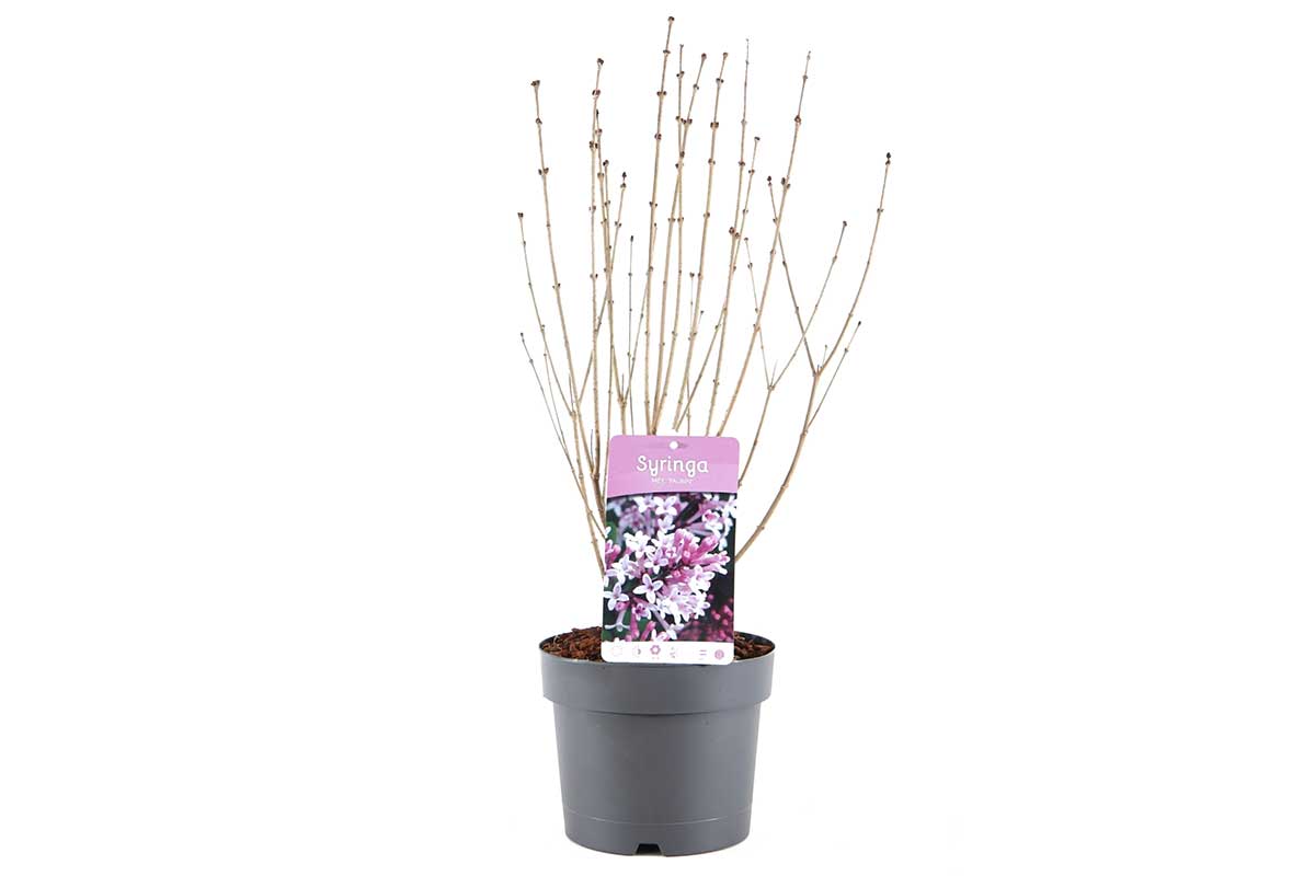 Syringa 'Palibin'® 19cm