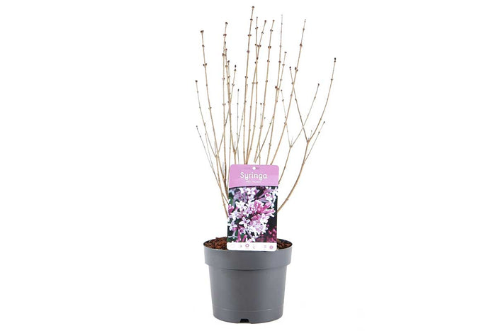 Syringa 'Palibin'® 19cm