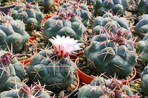 
                  
                    Thelocactus hexaedrophorus
                  
                