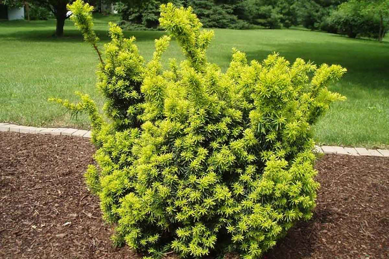 Taxus 'Dwarf Bright Gold' 19cm