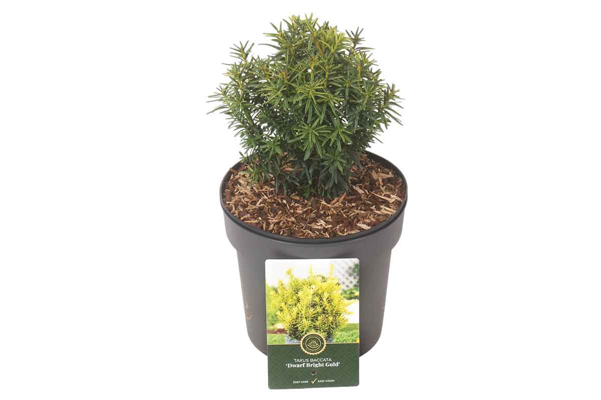 Taxus 'Dwarf Bright Gold' 19cm