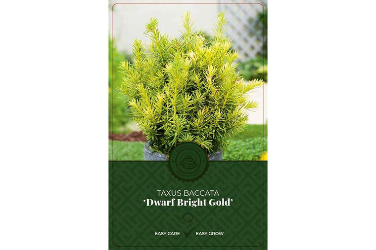 Taxus 'Dwarf Bright Gold' 19cm