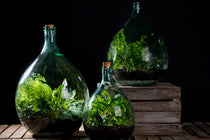 
                  
                    Terrarium bottle set 15lt
                  
                