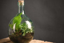 
                  
                    Terrarium bottle set 5lt
                  
                
