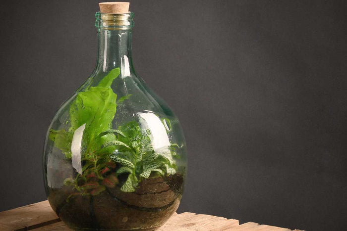 Terrarium bottle set 5lt