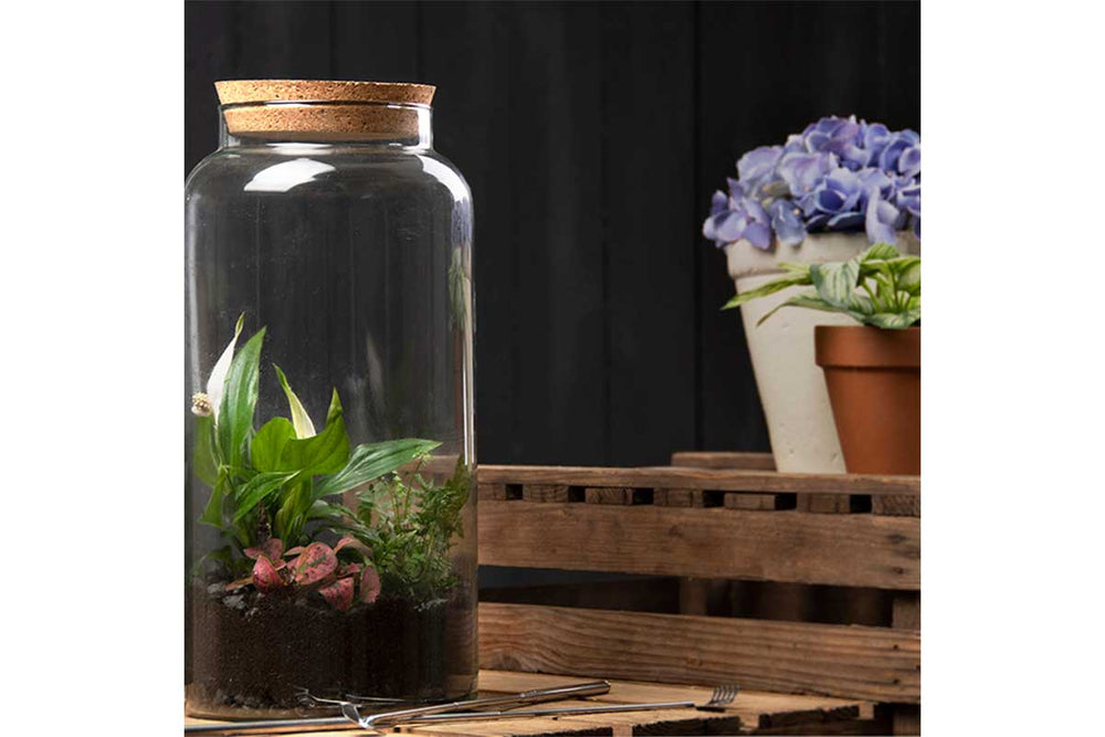 
                  
                    Terrarium bottle Large (AGG70)
                  
                