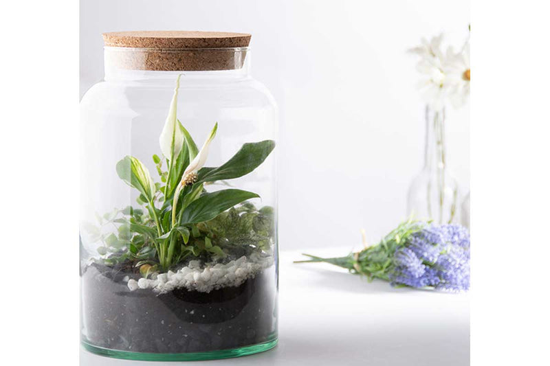 Terrarium bottle Medium (AGG69)