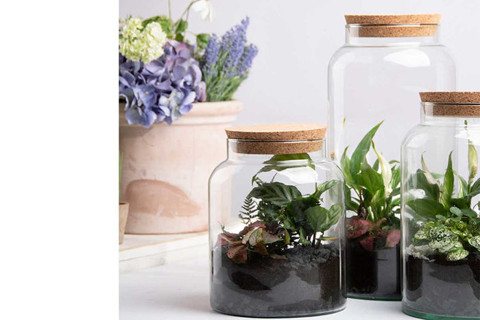 Terrarium bottle Large (AGG70)