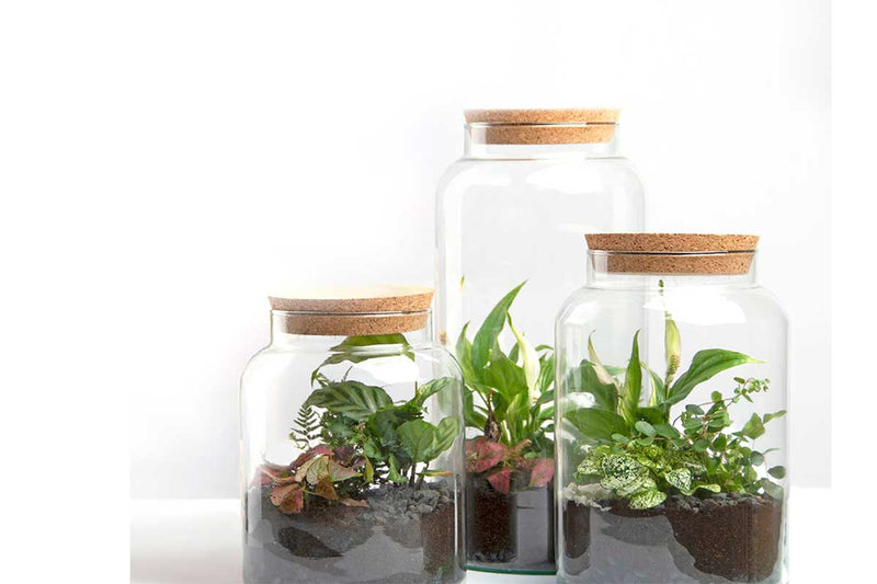 Terrarium bottle Small (AGG68)