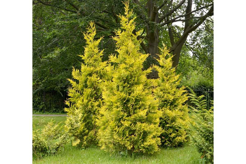 Thuja '4ever Goldy'® 10.5cm