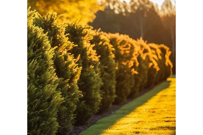 Thuja '4ever Goldy'® 10.5cm