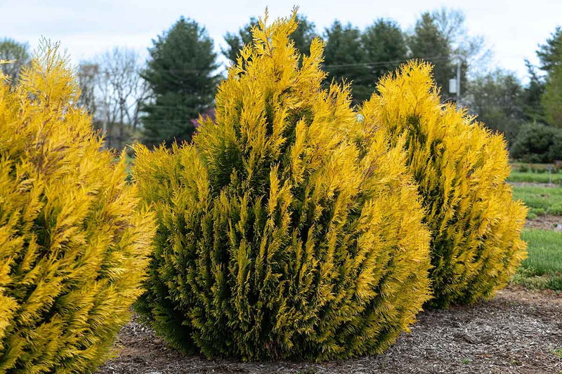 Thuja '4ever Goldy'® 10.5cm