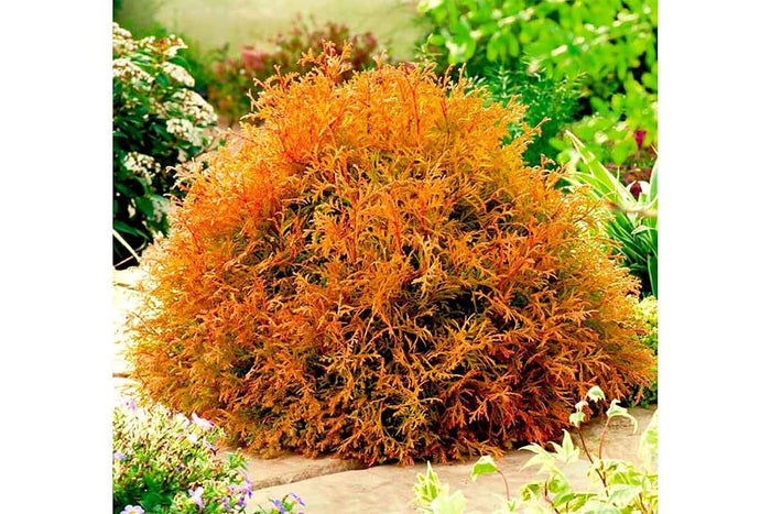 Thuja 'Fire Chief'® 10.5cm