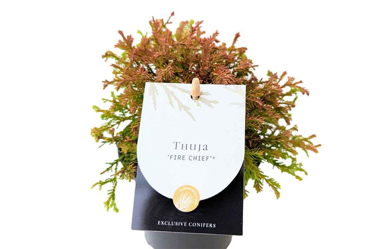 Thuja 'Fire Chief'® 10.5cm