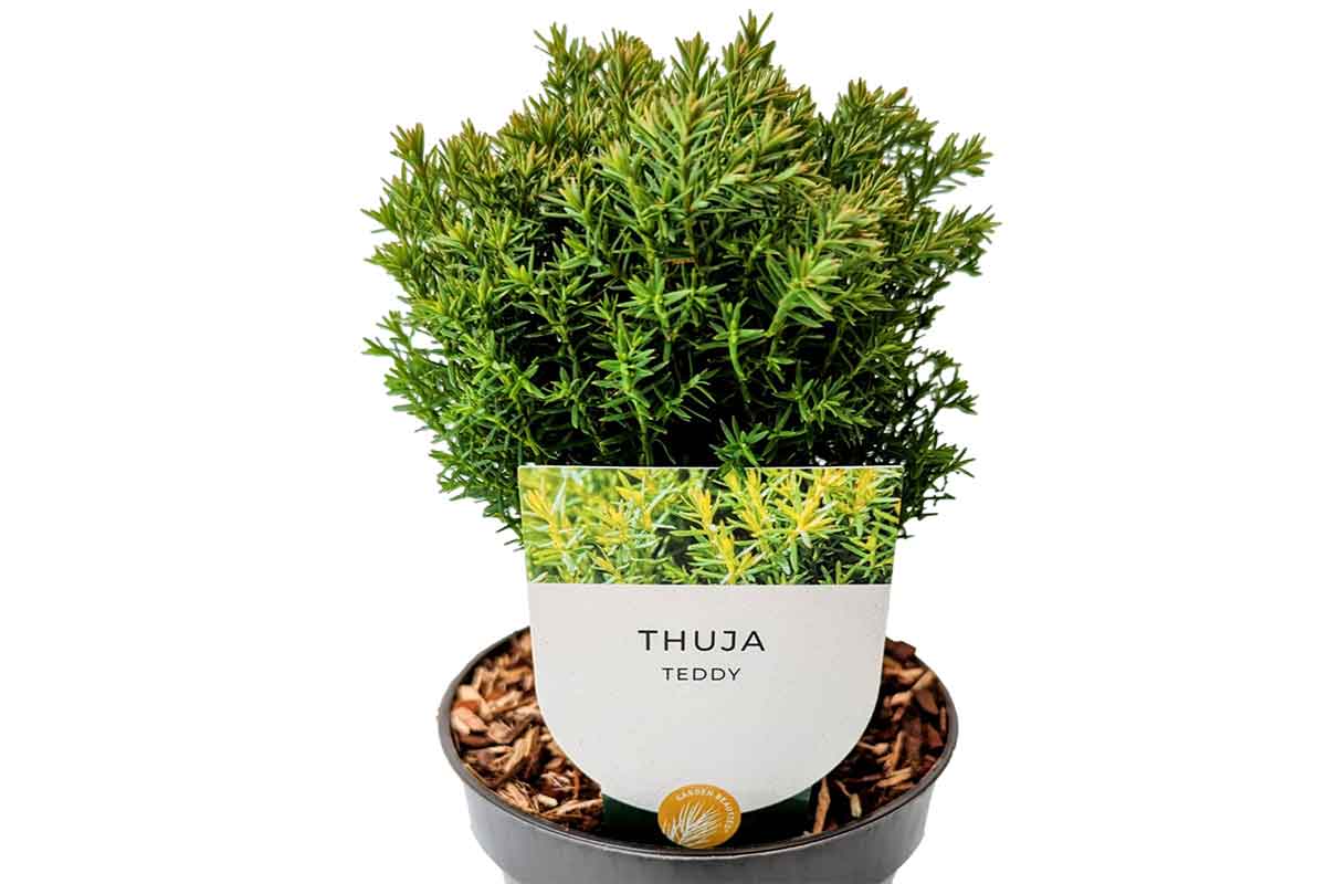 Thuja 'Teddy' 10.5cm