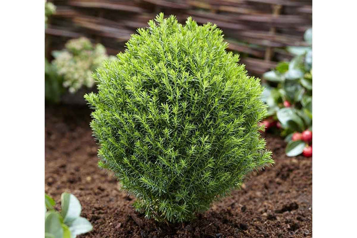 Thuja 'Teddy' 10.5cm