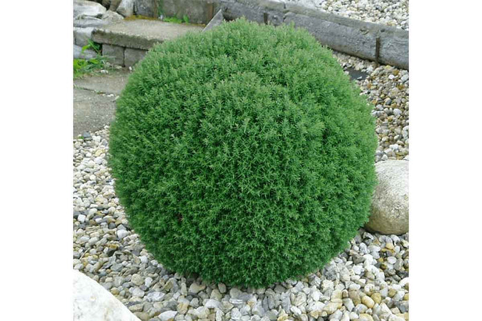 Thuja 'Teddy' 10.5cm