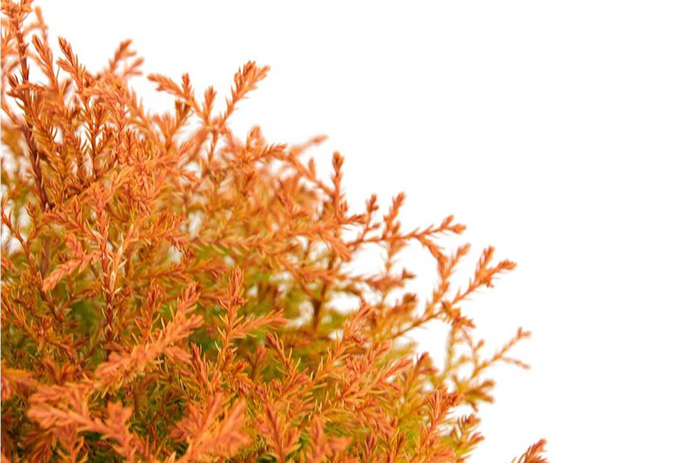 
                  
                    Thuja 'Fire Chief'®
                  
                