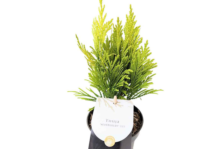 Thuja '4ever Goldy'® 10.5cm